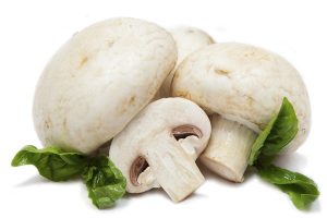 پرورش قارچ خوراکی