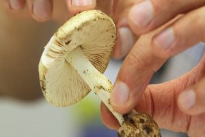 تشخیص قارچ خوراکی از قارچ سمی