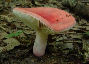 تشخیص قارچ خوراکی از قارچ سمی