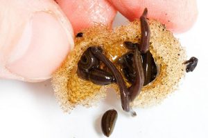 تکثیر و پرورش زالو
