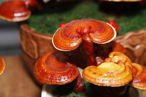 پرورش قارچ گانودرما