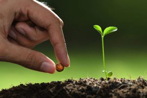 بذر گیری سبزیجات