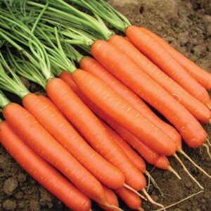 بذر هویج