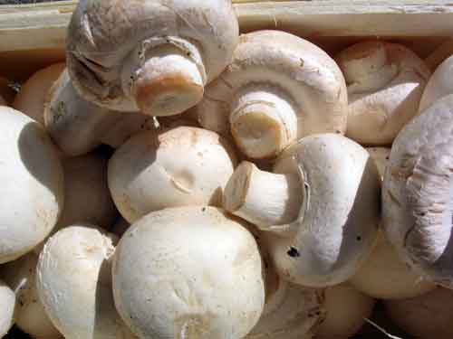 تشخیص قارچ خوراکی