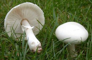 تشخیص قارچ خوراکی