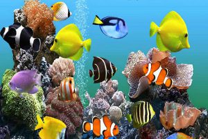 ماهی های زینتی