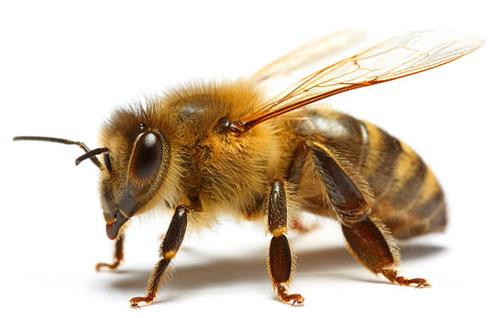 زنبورداری