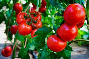 کشت گلخانه ای گوجه فرنگی
