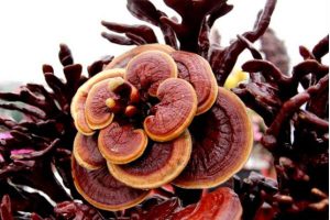 گانودرما و درمان آلزایمر