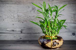 گیاه لاکی بامبو همراه با ویژگی های خاص