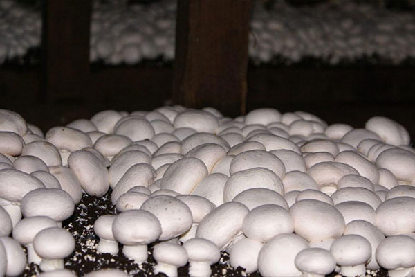 شرایط لازم برای پرورش و رشد قارچ خوراکی