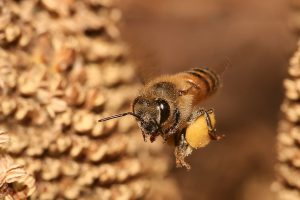 زندگی حیرت‌انگیز زنبور عسل