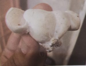 قارچ های بد شکل