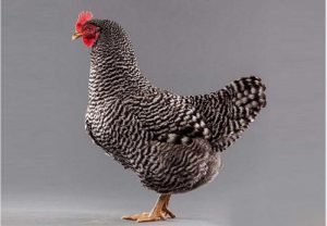 پرورش مرغ بومی و عوامل موثر بر تخم گذاری آنها