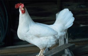 پرورش مرغ بومی و عوامل موثر بر تخم گذاری آنها