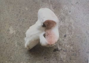 قارچ اسفنجی