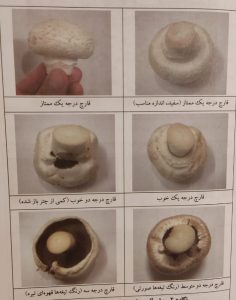 بررسی کیفیت قارچ های خوراکی