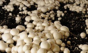 بررسی کیفیت قارچ های خوراکی