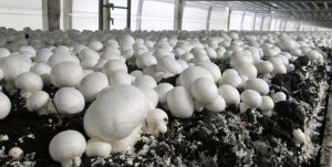 مزایای تولید و پرورش قارچ های خوراکی