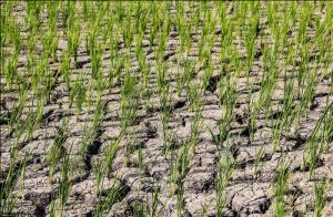  راه حل کمبود آب در کشاورزی در هکتار