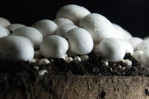 خصوصیات خاک پوششی قارچ