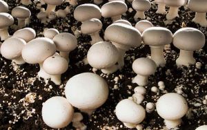 خصوصیات خاک پوششی قارچ