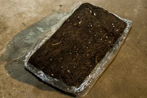 رشد قارچ دکمه ای در خاک پوششی