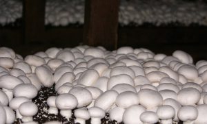مزایای تولید و پرورش قارچ های خوراکی