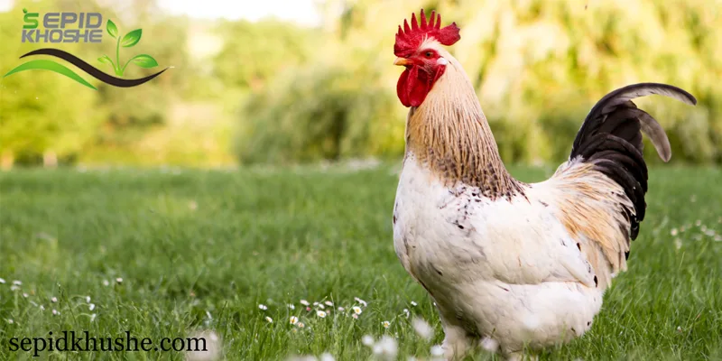 نکات مهم برای پرورش مرغ گوشتی